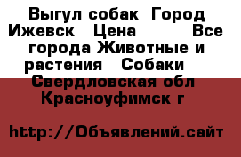 Выгул собак. Город Ижевск › Цена ­ 150 - Все города Животные и растения » Собаки   . Свердловская обл.,Красноуфимск г.